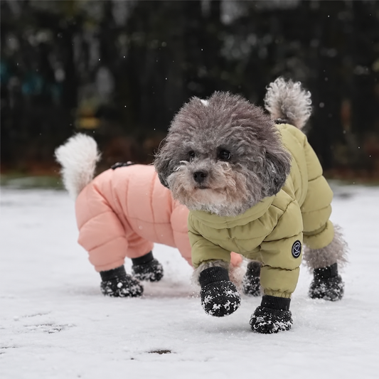 dog winter™